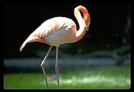 Flamingo