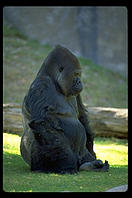 A
sulking gorilla.