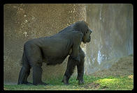 Gorilla.