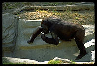 Gorilla lying on rock.