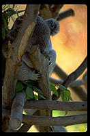 A koala bear sleeping.