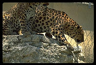 Leopards.