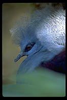 A exotic pigeon in a zoo.