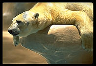 Polar bear.