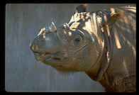 Standing rhino