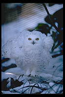 Snowy Owl.