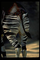 Striped butt.