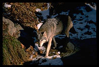 Wolf.  National Zoo.  Washington, D.C.