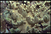 White coral.  Great Barrier Reef.  Australia.