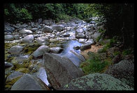 The Rainforest.  Queensland, Australia.