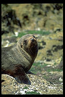 Seal.  Otago Peninsula.  South Island, New Zealand.