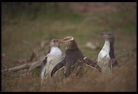 Yellow-eyed penguins.  Otago Peninsula.  South Island, New Zealand.