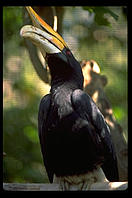 Bird looking up.