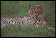 Cheetah.