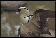 Duck about to leap into the water.