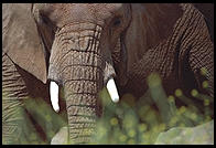 Elephants photographed through grass, as though on safari