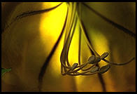 Yellow Flower