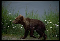 Bear cub.  Katmai National Park, Alaska.
