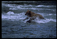 Diver.  Katmai National Park, Alaska.