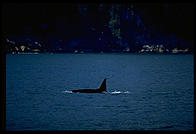Orca (killer whale) in Kenai Fjords National Park (Alaska)