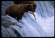 The 4-year-old brown bear who charged me, ineffectively swatting to fish at Brooks Falls, Katmai National Park, Alaska.