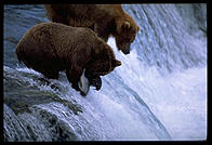 The 4-year-old brown bear who charged me, ineffectively swatting to fish at Brooks Falls, Katmai National Park, Alaska.