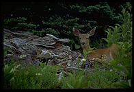 Deer.  Mt. Rainier National Park (Washington State).