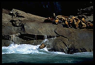 Sea lions in Kenai Fjords National Park (Alaska).