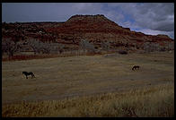 New Mexico