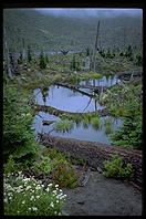 Swamp.  Mt. St. Helens (Washington State) in 1993