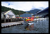 A Single Otter in Ketchikan, Alaska. 