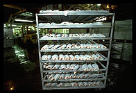 Frozen salmon at Petersburg Fisheries.  Petersburg, Alaska.