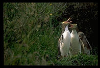 Yellow-eyed Penguins, Otago Peninsula, South Island, New Zealand