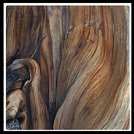 Ancient Bristlecone Pine Forest.  California's White Mountains.