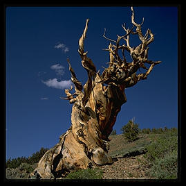 Ancient Bristlecone Pine Forest. California's White Mountains.