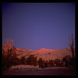 Ancient Bristlecone Pine Forest. California's White Mountains.