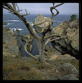 Point Lobos. California.