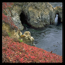 Point Lobos.  California.