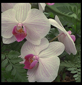 Orchids. Big Island. Hawaii 1990.