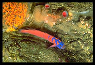 Fish. Monterey Aquarium. California.