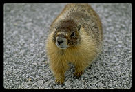 Marmot.  Yosemite National Park, California.