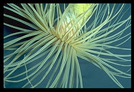 Spiny underwater thing that computer/photo nerd can't recognize. Monterey Aquarium. California.