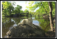 Alex at Old North Bridge (Concord, Massachusetts)