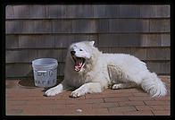 Alex on Bearskin Neck in Rockport, Massachusetts