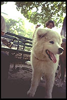 Alex in a New York park