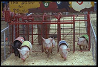 Pig racing at the New Jersey State Fair 1995.  Flemington, New Jersey.