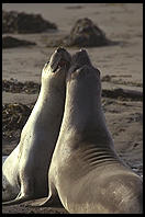 Elephant Seal Colony. Just north of the Hearst Castle. San Simeon, California.