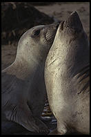 Elephant Seal Colony. Just north of the Hearst Castle. San Simeon, California.