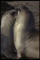 Elephant Seal Colony. Just north of the Hearst Castle. San Simeon, California.