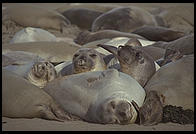 Elephant Seal Colony. Just north of the Hearst Castle. San Simeon, California.